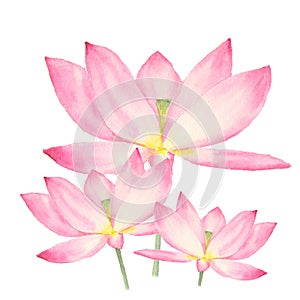 Botanical watercolor illustration of lotus flowers on white background