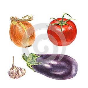 Botanical watercolor illustration of onion, tomato, garlic, aubergine