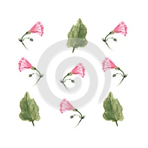 Botanical watercolor illustration of Pink Morning Glory Field Bindweed, Convolvulus arvensis flowers isolated on white