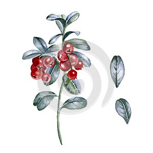 Botanical watercolor illustration of red cowberry