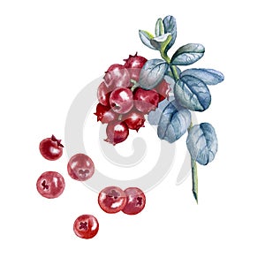 Botanical watercolor illustration of red cowberry