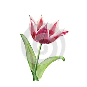 Botanical watercolor illustration of red tulip with white edges isolated on white background