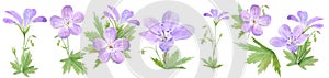 Botanical watercolor illustration set of lilac geranium flowers isolated on white background. Perfect for web design, cosmetics