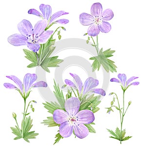 Botanical watercolor illustration set of lilac geranium flowers isolated on white background. Perfect for web design, cosmetics