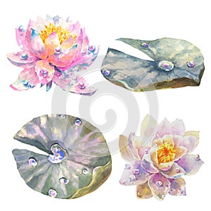 Botanical watercolor illustration, set of water lily flowers and leaves with dew drops, isolated on white background.