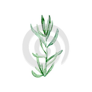 Botanical watercolor illustration sketch of cute nature botanical elegant greenery Succulent plant on white background