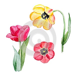 Botanical watercolor illustration sketch of yellow and red tulip flowers on white background