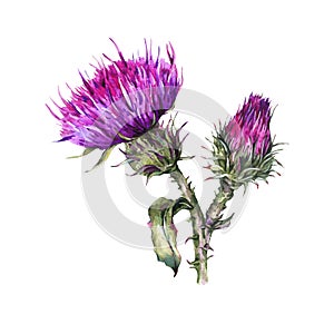 Botanical watercolor illustration of thistle. Vintage wild flowers, meadow herbs