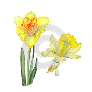 Botanical watercolor illustration of two yellow narcissus isolated on white background. Could be used for web design