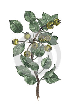 Botanical watercolor illustration of wild pear branch.