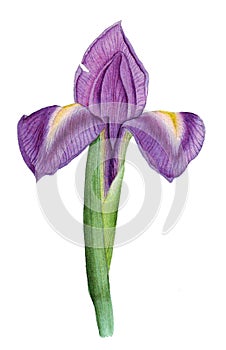Botanical watercolor with iris