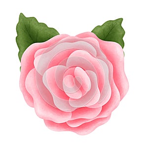 Botanical watercolor pink rose with green leaves illustration.Romantic valentines day decorations and greeting cards