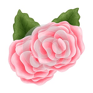 Botanical watercolor pink roses with green leaves illustration