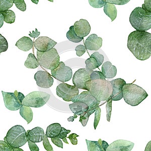 Botanical watercolor seamless pattern-green branches and leaves of medicinal eucalyptus isolated on white background.