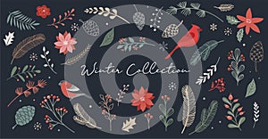 Botanical Winter Illustrated Collection Of Flowers, Pine Cones, Birds And Feathers