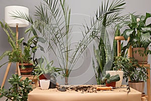 Botanical work and agriculture. Organic gardening in the house. Empty botanist table in greenhouse workplace surrounded with