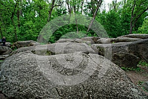 Botanical zen stone garden with water drops and rocks.