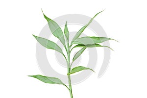 Botanicals leaf isolated on white background