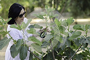 Botanist checking the growth of figs