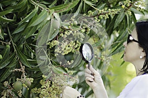 Botanist checking the growth of mango flowers photo
