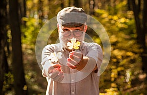 Botanist examine herbs. Bearded grandfather in forest. Man enjoy autumn nature. Curiosity to botany. Explore world