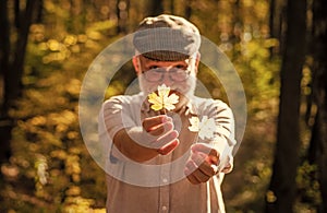 Botanist examine herbs. Bearded grandfather in forest. Man enjoy autumn nature. Curiosity to botany. Explore world