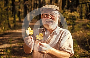 Botanist examine herbs. Old man collect leaves. Bearded grandfather in forest. Man enjoy autumn nature. Curiosity to