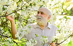 Botanist examine tree. Curiosity to botany. Explore world around. Pensioner in garden sunny day. Old man enjoy cherry