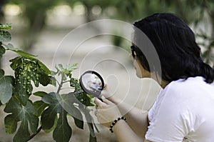 Botanist finding leaf galls on the figs tree photo