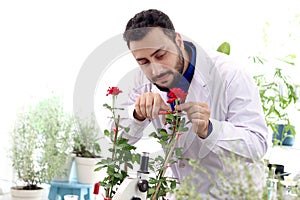 Botanist scientist in lab coat hold scissors to cut rose flower, biological researcher man harvest plant at greenhouse for science photo