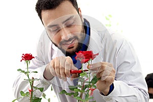 Botanist scientist in lab coat hold scissors to cut rose flower, biological researcher man harvest plant at greenhouse for science photo