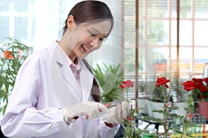 Botanist scientist in lab coat hold scissors to cut rose flower, biological researcher woman harvest plant at greenhouse for photo