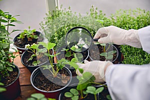 Botanist scrutinizing the leaves of wild strawberries