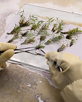 A botanist splices bamboo plants in a lab