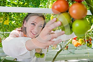 Botanist working in green house