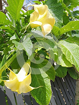 Botany-Angel trumpet yellow