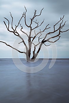 Botany Bay Beach Boneyard 2