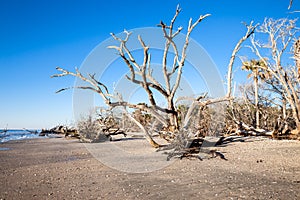 Botany Bay beach, Edisto Island, South Carolina