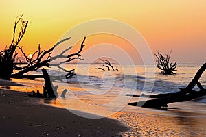 Botany Bay Boneyard Beach, Edisto Island