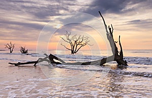 Botany Bay Boneyard Charleston South Carolina Coast photo