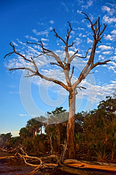 Botany Bay Oak Tree in Edisto Island