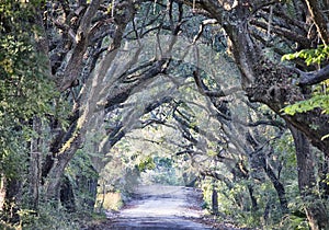 Botany Bay Plantation Spooky Dirt Road Marsh Oak Trees Tunnel wi