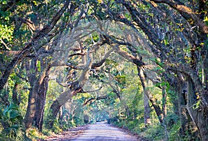 Botany Bay Plantation Spooky Dirt Road Marsh Oak Trees Tunnel wi