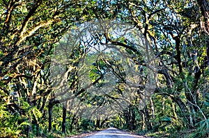 Botany Bay Plantation Spooky Dirt Road Marsh Oak Trees Tunnel wi