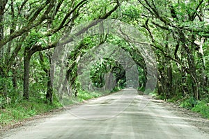 Botany Bay Road Live Oak Tunnel South Carolina