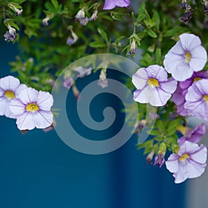 Botany border with little violet blossoming flowers over blue