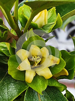 Botany-caqui flower photo