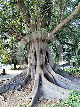 Botany-Century-old Ficus-Picasso garden-Malaga