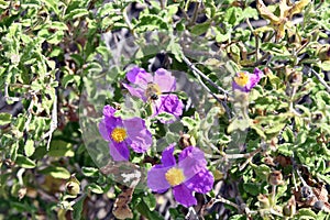 Botany, Cistus Plant photo