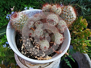 Botany -clustered cacti